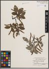 Foto von Salix crataegifolia Bertol.